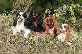 CAVALIER KING CHARLES 679